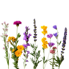 Colorful Wildflowers in Various Shades for Natural Beauty Display