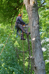 Tree Climber with Safety Gear Working in Summer Canopy
