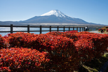 紅に染まる山中湖畔と雪化粧の富士山：Crimson Foliage by Lake Yamanaka and...