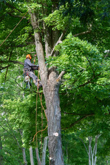 Tree Climber with Safety Gear Working in Summer Canopy
