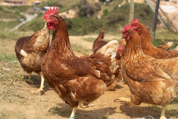 cock and hen