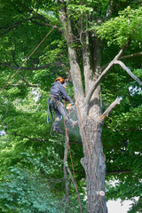 Tree Climber with Safety Gear Working in Summer Canopy
