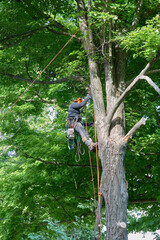 Tree Climber with Safety Gear Working in Summer Canopy
