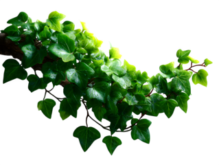 Curved ivy branch with dense small heart-shaped leaves flowing from left to right, styled naturally on white background, isolated to transparent background