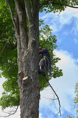 Tree Climber with Safety Gear Working in Summer Canopy
