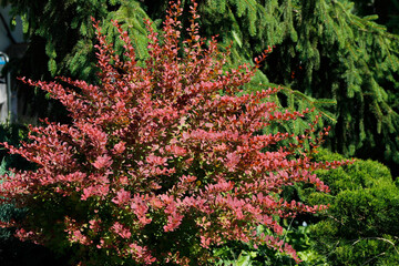 decorative bush with red leaves