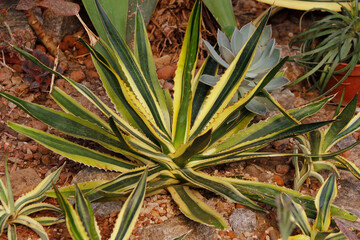 decorative plant agave close up

