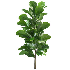 Fototapeta premium Lush green fiddle leaf fig plant standing tall indoors, enhancing the cozy atmosphere of a modern space