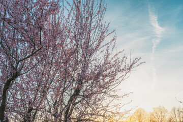 Frisch blütend im Frühling