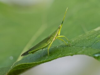 Acrida Cinerea on a leaf with blur background