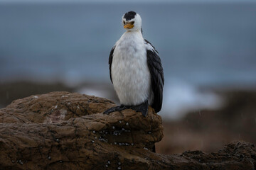 Little Pied Cormorant (Microcarbo melanoleucos) on a rock, Narooma, NSW, August 2024