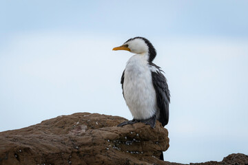 Little Pied Cormorant (Microcarbo melanoleucos) on a rock, Narooma, NSW, August 2024