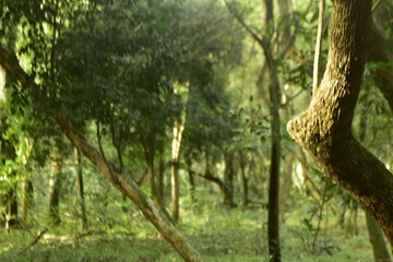 En el bosque