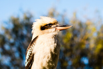 Low angle view of Laughing kookaburra