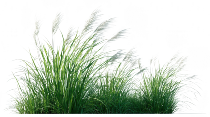 Beautiful Fluffy Grass