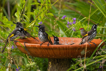 New Holland Honeyeaters (Phylidonyris novaehollandiae) at a bird bath, Narooma, NSW, January 2025