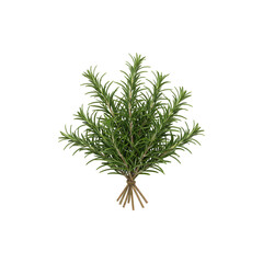 Small green rosemary plant isolated on white background aromatic herb for cooking food garnish and natural decor
