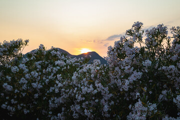 White Oleander Bushes at Sunset