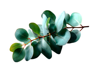 Set of eucalyptus leaves with soft green and silvery tones, arranged diagonally as a minimal botanical element on white background, isolated to transparent background