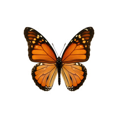 Orange and black monarch butterfly with wings open, symbolizing transformation and nature&rsquo;s beauty.