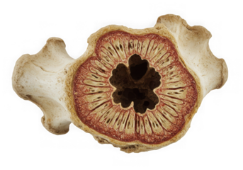 Vertebra cross section anatomical model isolated on transparent background