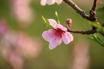 Peach trees blossom in spring