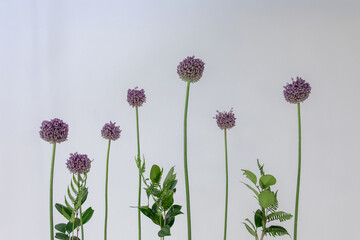 Obraz premium にんにくの花