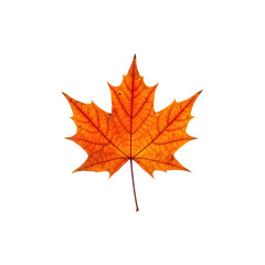 Fototapeta premium A bright orange maple leaf with visible veins, isolated