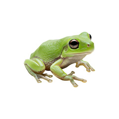 Obraz premium Small green tree frog sitting upright on white surface
