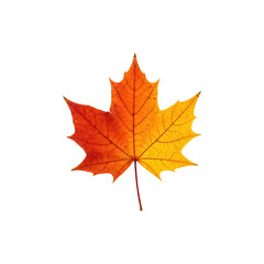 Obraz premium Single bright red-orange autumn maple leaf isolated
