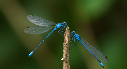 Azure Damselflies: A Gentle Embrace on a Twig