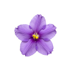 Fototapeta premium Purple tropical hibiscus flower in full bloom