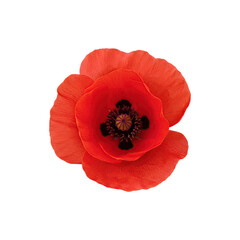 Bright red poppy flower with delicate petals open wide