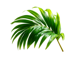 Gracefully curved palm leaf with long blades arching from stem, tropical design on white background, isolated to transparent background