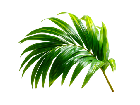 Gracefully curved palm leaf with long blades arching from stem, tropical design on white background, isolated to transparent background