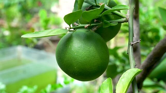 Green Pomelo Fruit Growing on Tree Branch