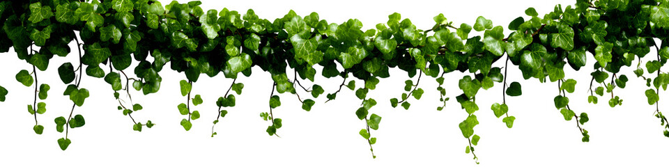 Naklejka premium Long creeping vine with tiny heart-shaped leaves trailing across the canvas, cutout with precision on white background, isolated to transparent background