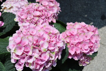 pink hydrangea flowers