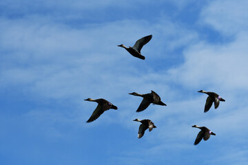 飛び立ったカルガモと青空