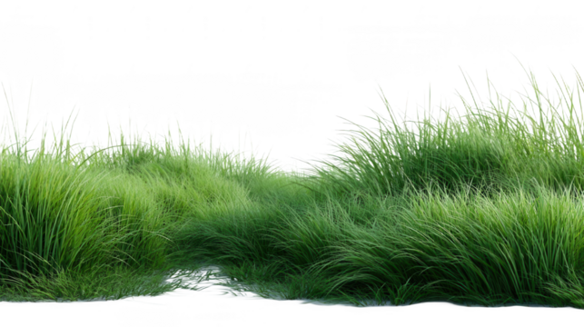 Green Grass Field Background