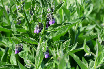 初夏の野に咲くコンフリーの花