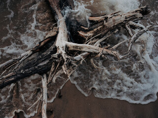dead tree trunk