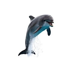 A dolphin leaping out of the water in mid-air splash