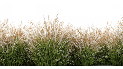 Fluffy Pampas Grass Field