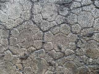 geometric patterns on the shell of a prehistoric turtle, copy space