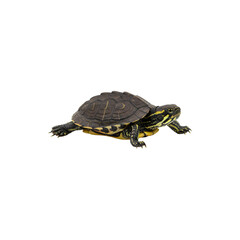 Obraz premium Realistic turtle figurine with textured shell and lifelike appearance, crawling pose on white