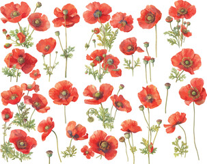 Fototapeta premium red poppy watercolor clipart | red poppy clipart for graphic resources