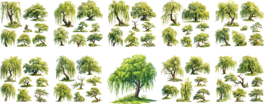 willow tree watercolor clipart | willow tree clipart for graphic resources