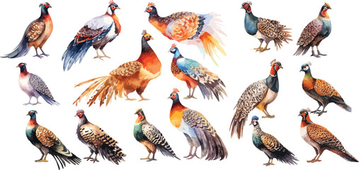 pheasant watercolor clipart | pheasant clipart for graphic resources
