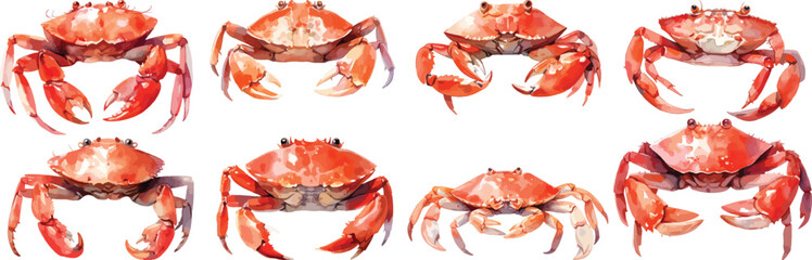 crab watercolor clipart | crab clipart for graphic resources